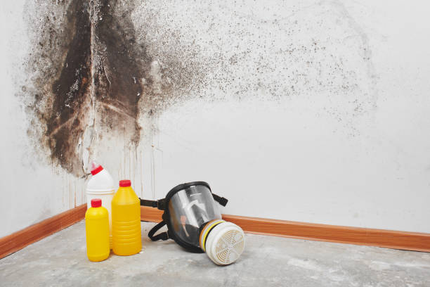 Best Basement Mold Remediation in Logansport, IN