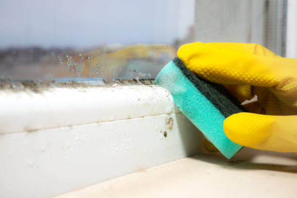 Best Kitchen Mold Remediation in Logansport, IN