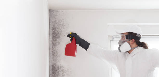 Best White Mold Remediation in Logansport, IN
