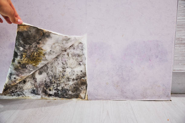 Best Commercial Mold Remediation in Logansport, IN